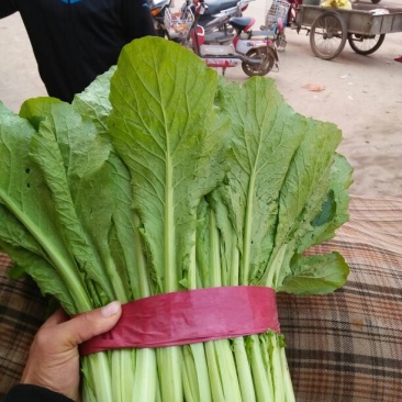 精品小白菜，质量好，产地直销，保质保量