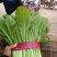 精品小白菜，质量好，产地直销，保质保量