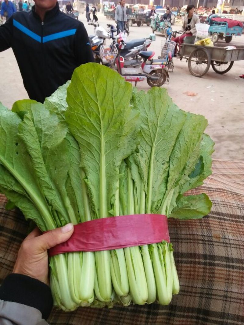 精品小白菜，质量好，产地直销，保质保量