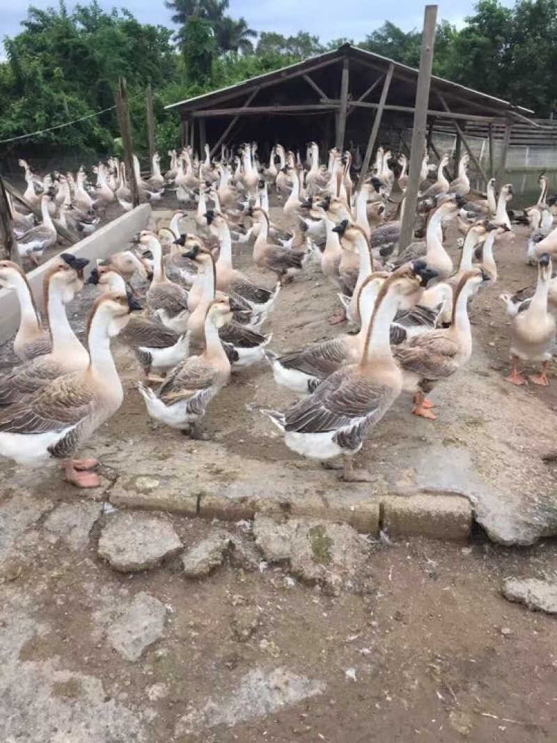 狮头鹅苗250g以下