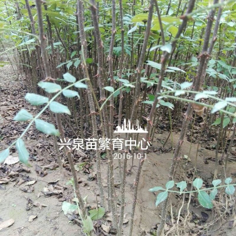 花椒苗1~2年