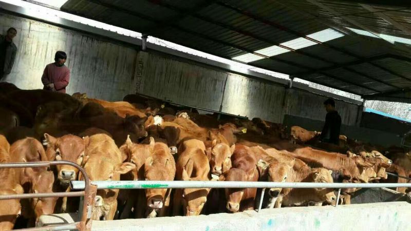 牛犊300~400kg