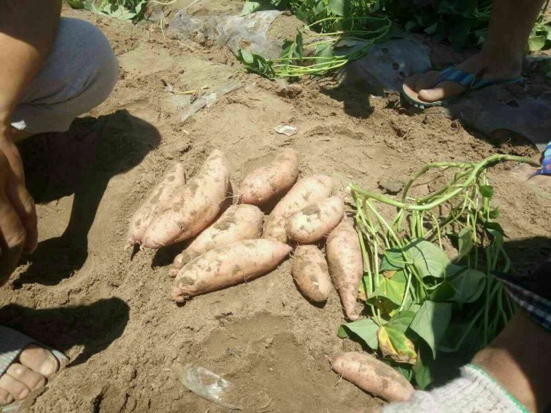 龙薯9号黄心2两以上沙土地种植，口感纯正