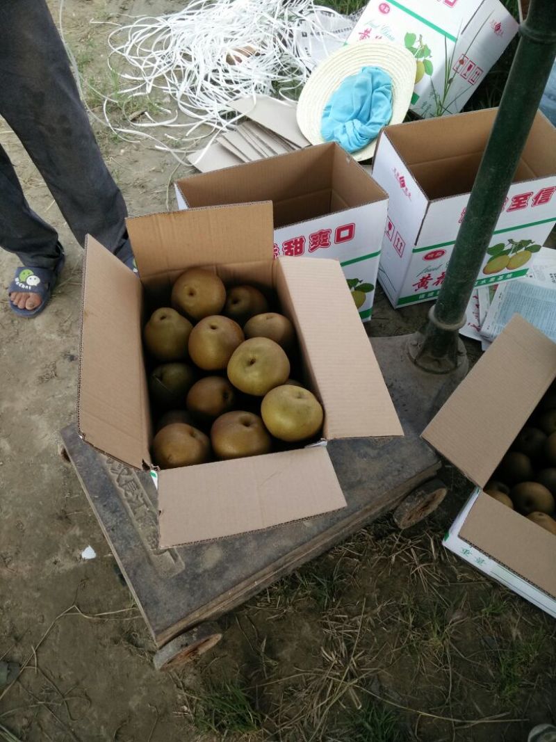 沙梨湘南梨湖北沙梨基地
