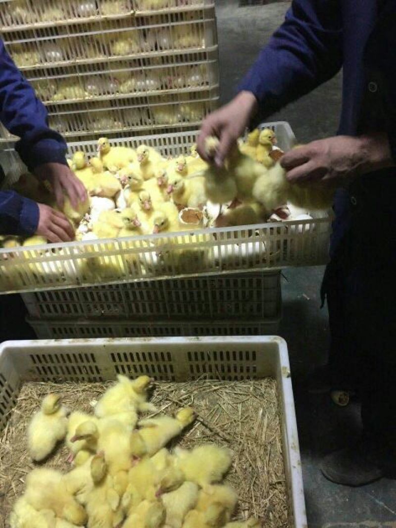 鹅苗250g以下