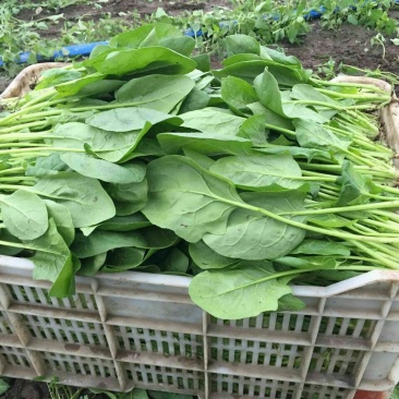 大叶菠菜25~30厘米