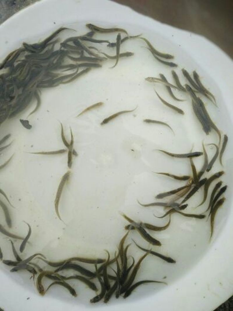 泥鳅苗支持送货上门，货到付款