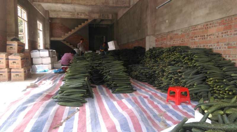 青瓜可提供土地合作种植