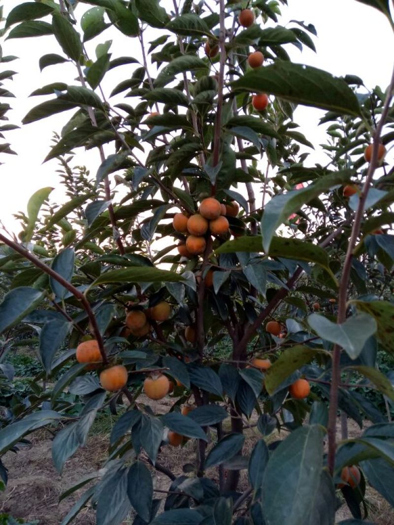 柿树6~8cm4~6cm3~3.5米