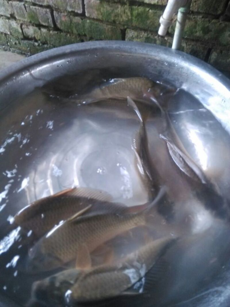 高背鲫