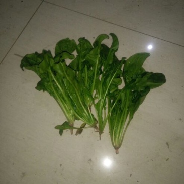 大叶菠菜15~20厘米