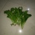 大叶菠菜15~20厘米