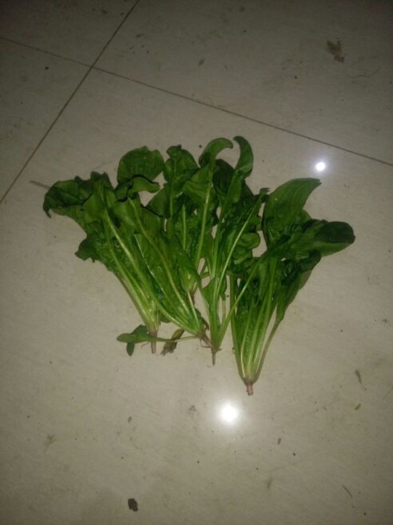 大叶菠菜15~20厘米