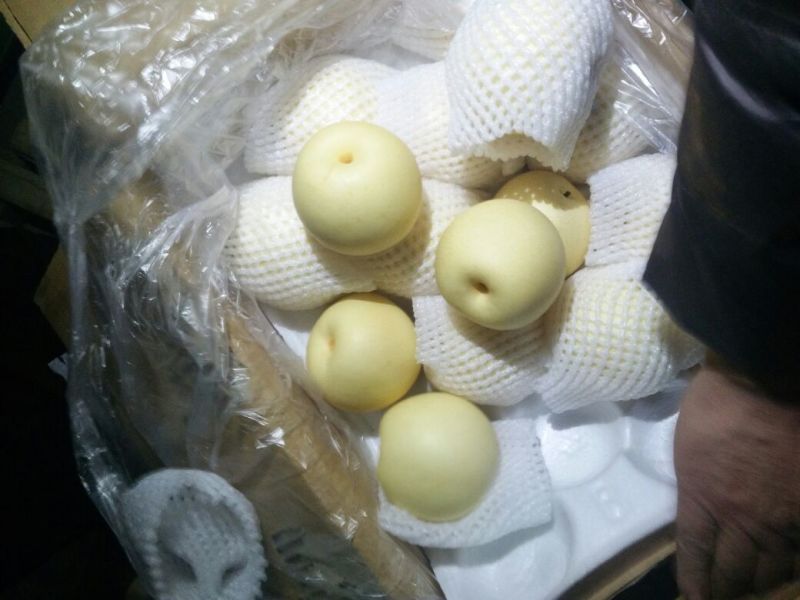 皇冠梨300~350g筐装