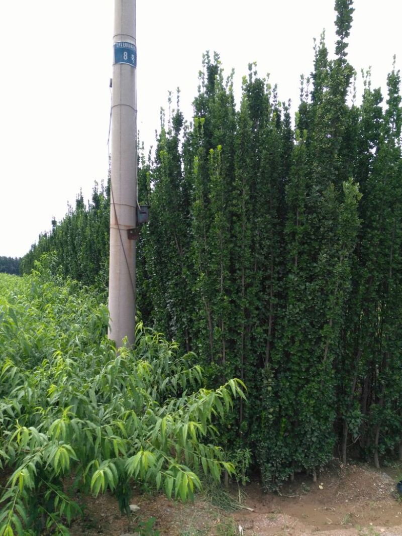 北海道黄杨2~4cm4cm以下1.5~2米