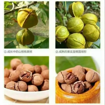 山核桃去皮干