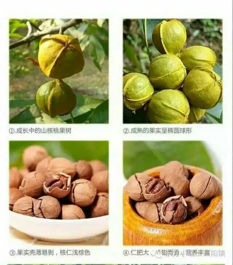 山核桃去皮干
