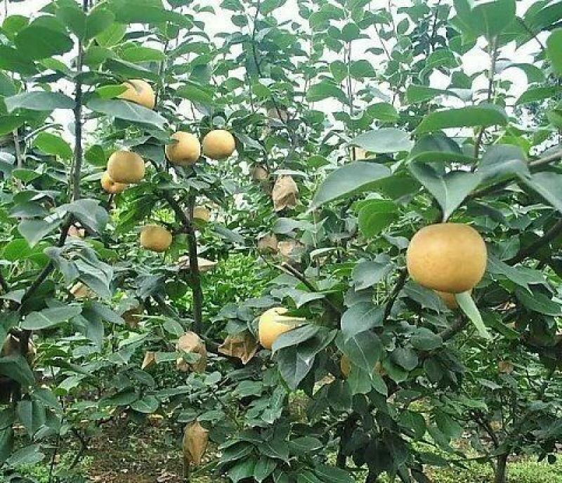 梨250~300g纸箱