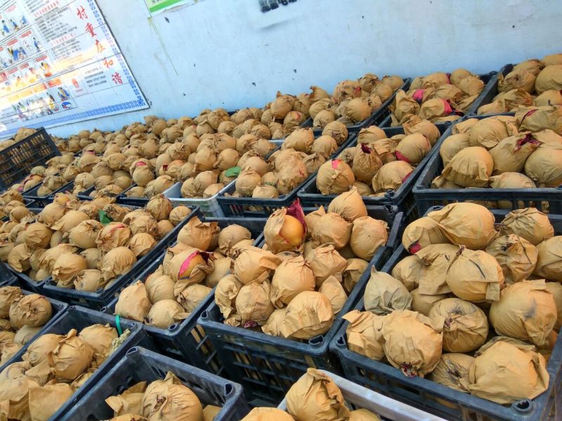 晚秋黄梨250~300g纸加膜
