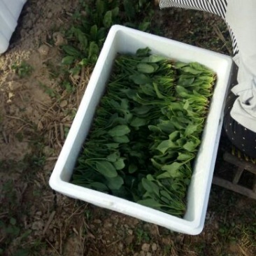 越冬菠菜15~20厘米