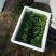越冬菠菜15~20厘米