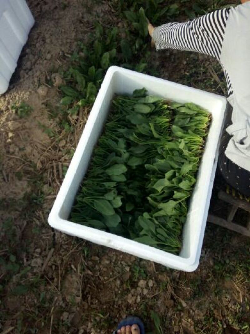 越冬菠菜15~20厘米
