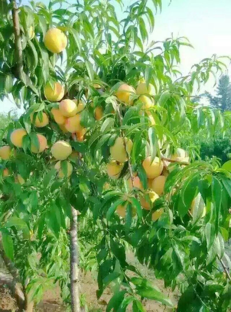黄桃罐头