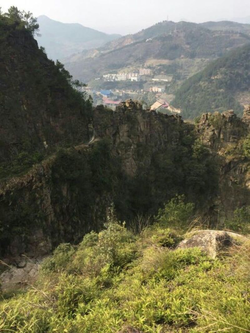 毛竹春笋