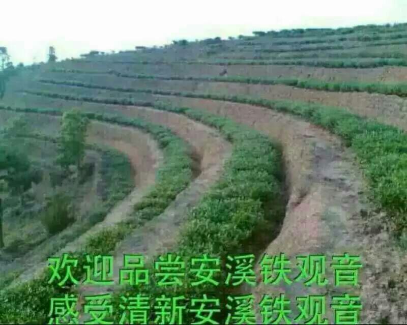 观音茶一级