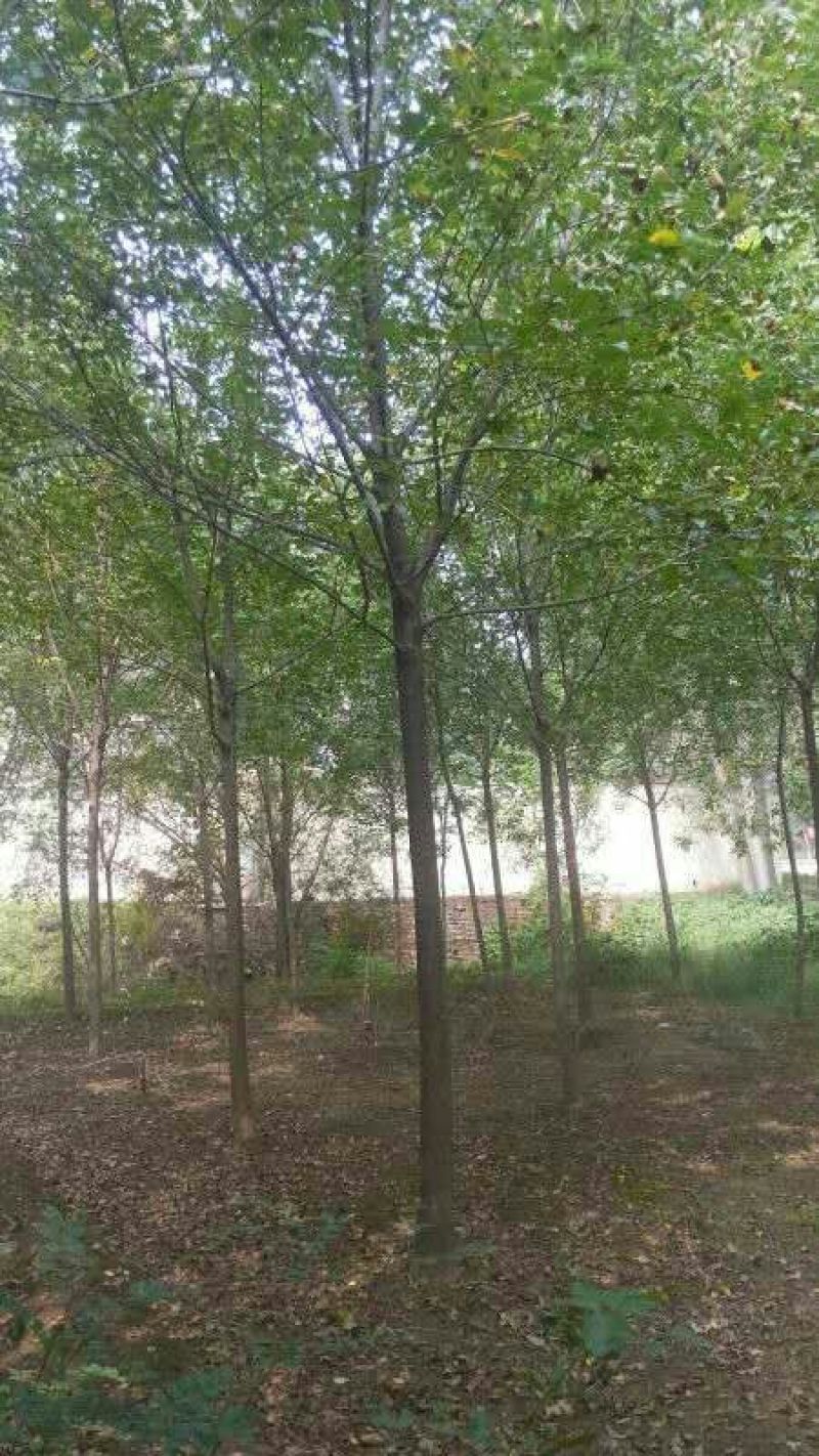 速生白蜡6~8cm8~10cm