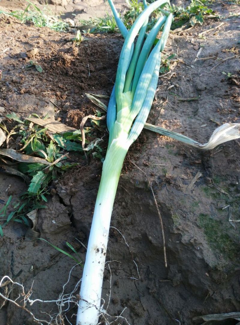 长白大葱35~40cm毛葱2cm左右