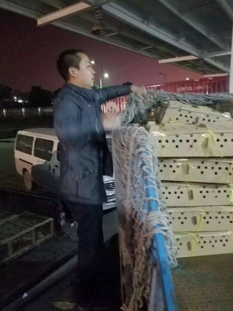 鹅苗