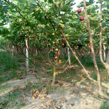 无花果树80~100cm
