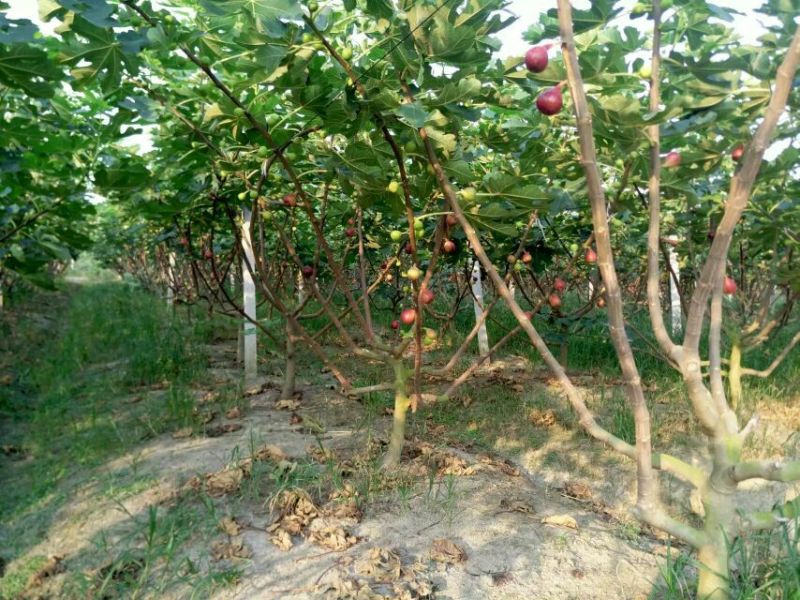 无花果树80~100cm