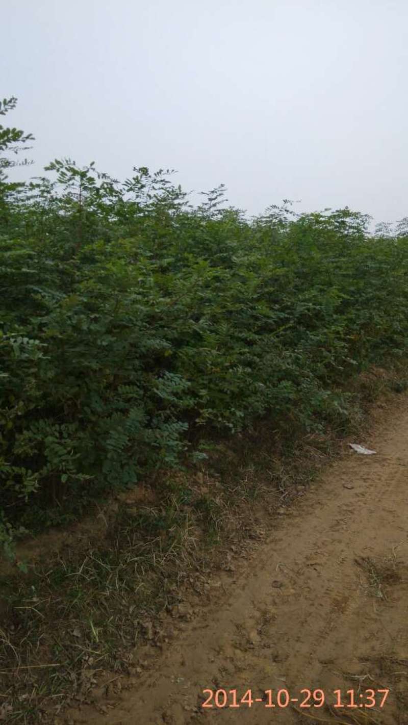 刺槐