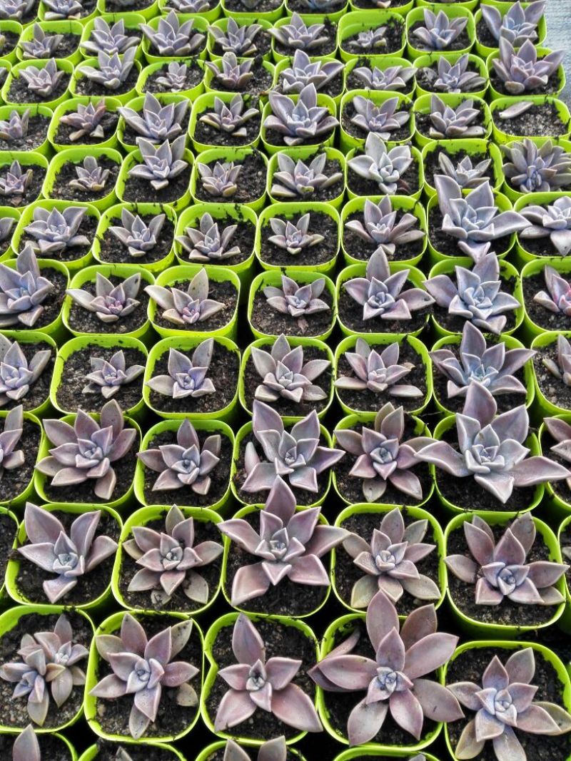 多肉植物带盆栽好