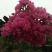 红花紫薇1~2米2~4cm1.5~2米