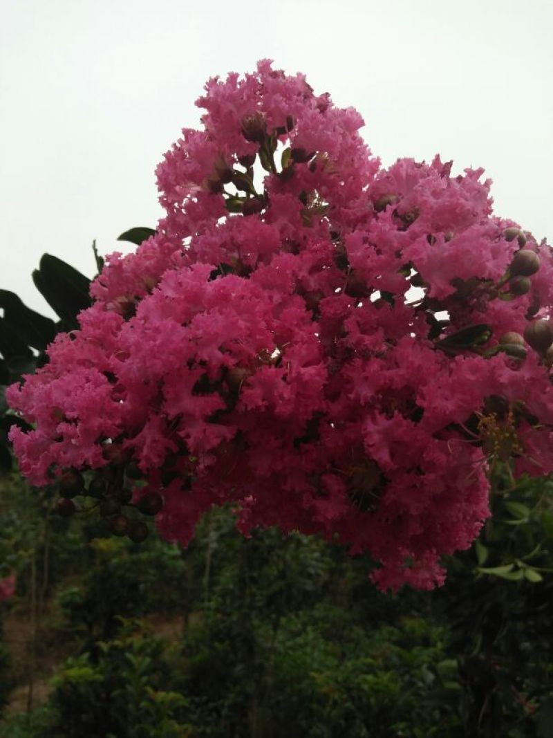 红花紫薇1~2米2~4cm1.5~2米