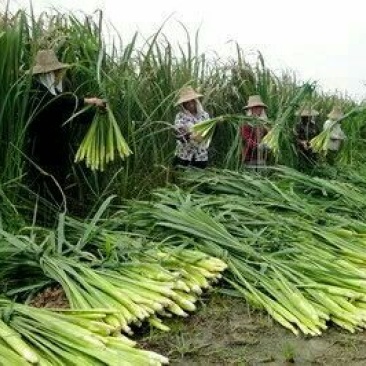 岳西茭白双季单季高产茭白种苗结茭老茎地理标志产品