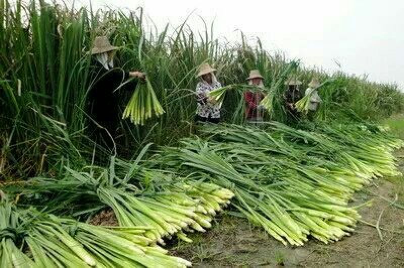 岳西茭白双季单季高产茭白种苗结茭老茎地理标志产品