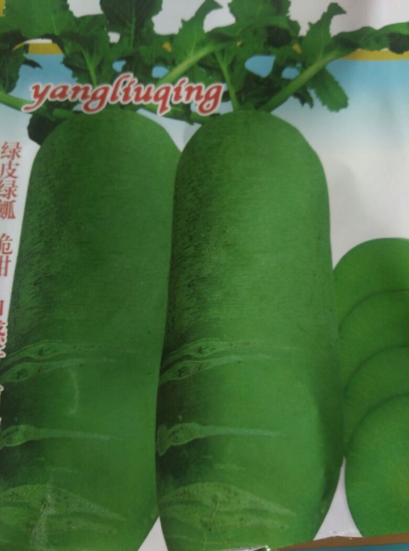 沙窝水果萝卜1~1.5斤起