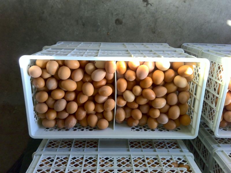 普通鸡蛋食用50g以下