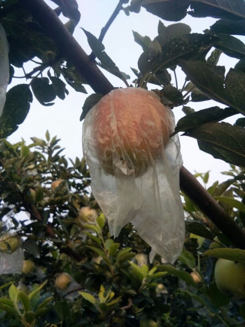 丰水梨350~400g纸箱