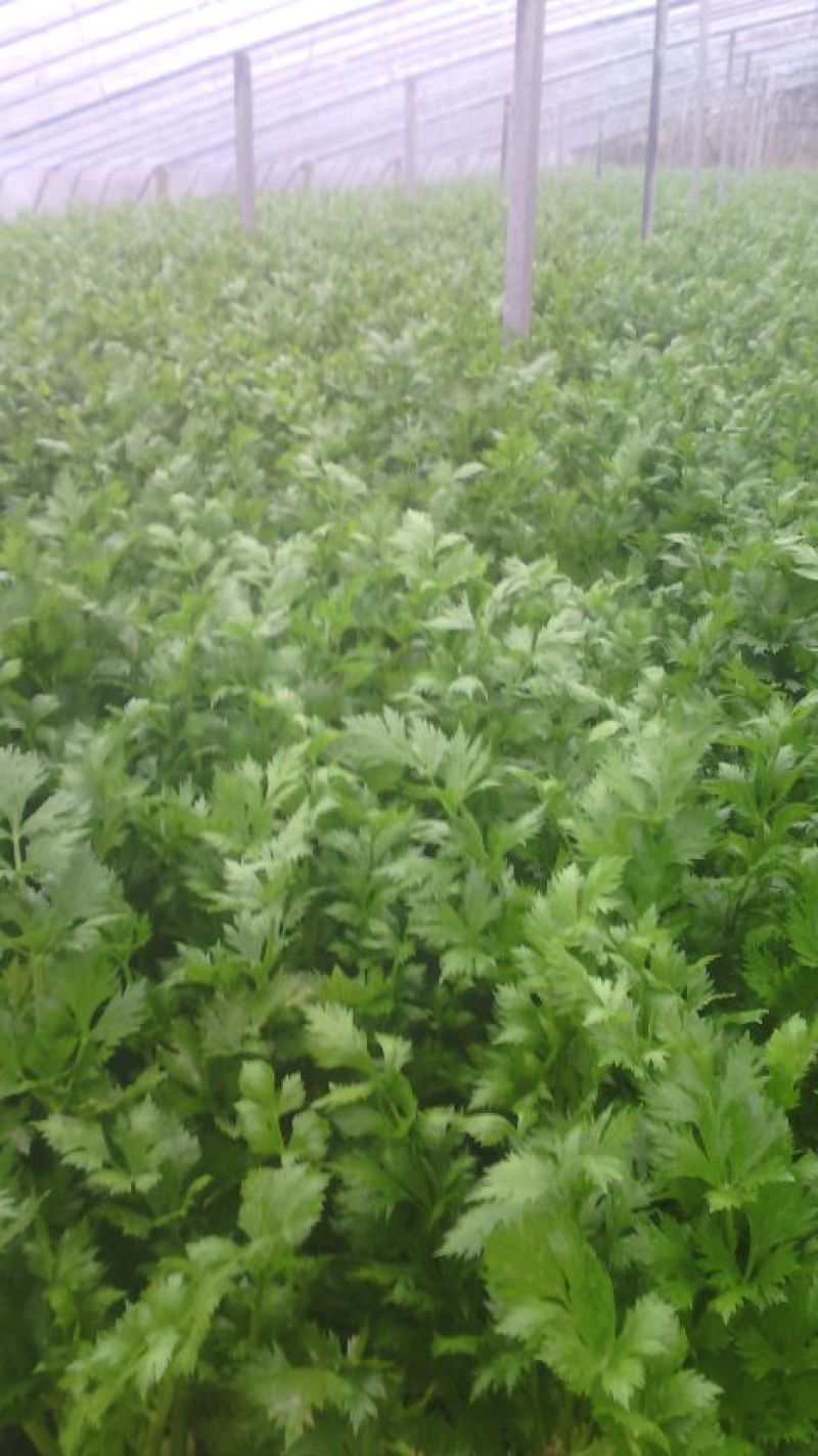 西芹50cm以上，芹菜！基地芹菜！捆把芹菜！袋装芹菜！