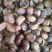 板栗苗30cm以下