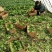 小油菜2两以上需要联系我合作共赢