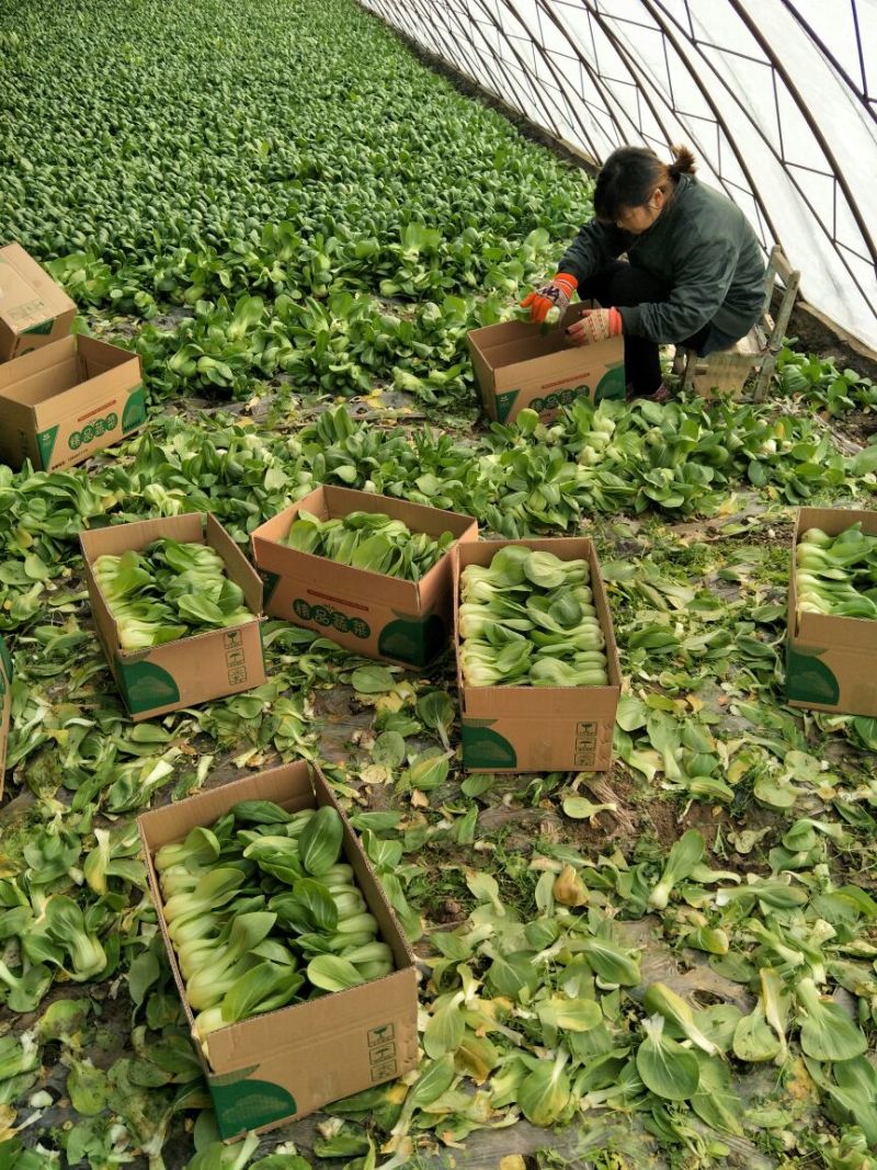 小油菜2两以上需要联系我合作共赢