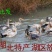 卤鸭