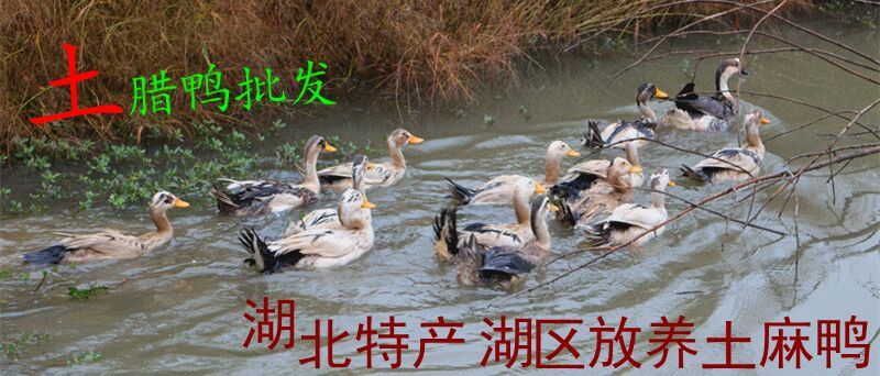 卤鸭