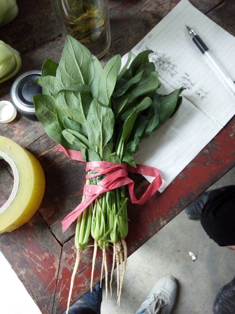 绿神菠菜15~20厘米